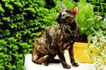 [Orientale seal tortie, Debby of Prischep Cat]