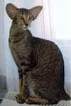 [Oriental brown tabby, Okonor Cirmi]