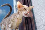 [Oriental lilac silver blotched tabby, Chat de Nacre's B Boy]