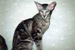 [Oriental black silver blotched tabby, El Shaklan V Mitsuko]