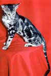 [Oriental black silver blotched tabby, Prazz Reguluus Rayan]