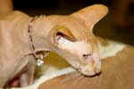 [Peterbald red spotted tabby, Alf Roxy Konty]