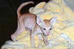 [Peterbald red spotted tabby, Magnoliachat Flynn of CowboyClaws]