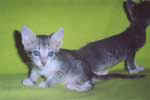 [Chatons orientaux bleu tabby, des Andelys]