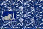 [Foreign White Cat Society]
